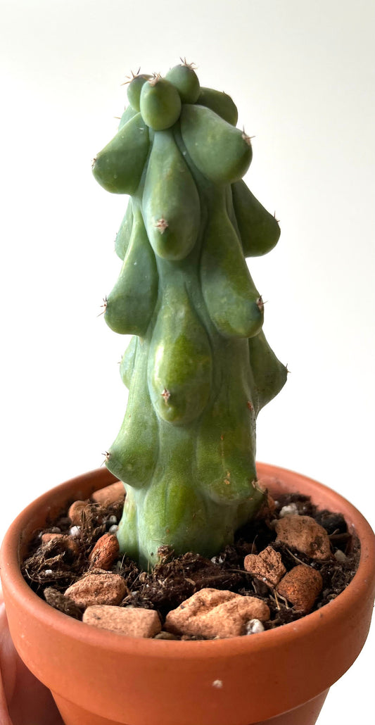 Boobie Cactus in cute terracotta pot. A really cool gift! Easy to care for. Present for Mother’s Day, Father’s Day. Boob cactus