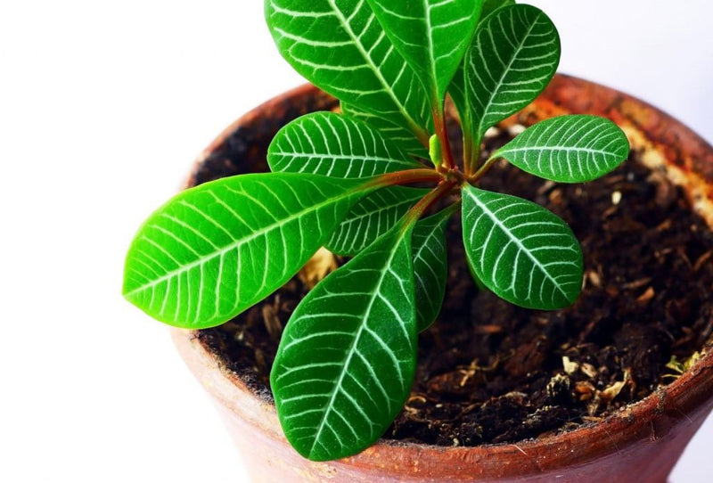 Ultimate Easy Care Plant (seeds) low light tolerant, Mini Palm Tree, gift idea, Kids love these, Fast shipping, Madagascar Jewel