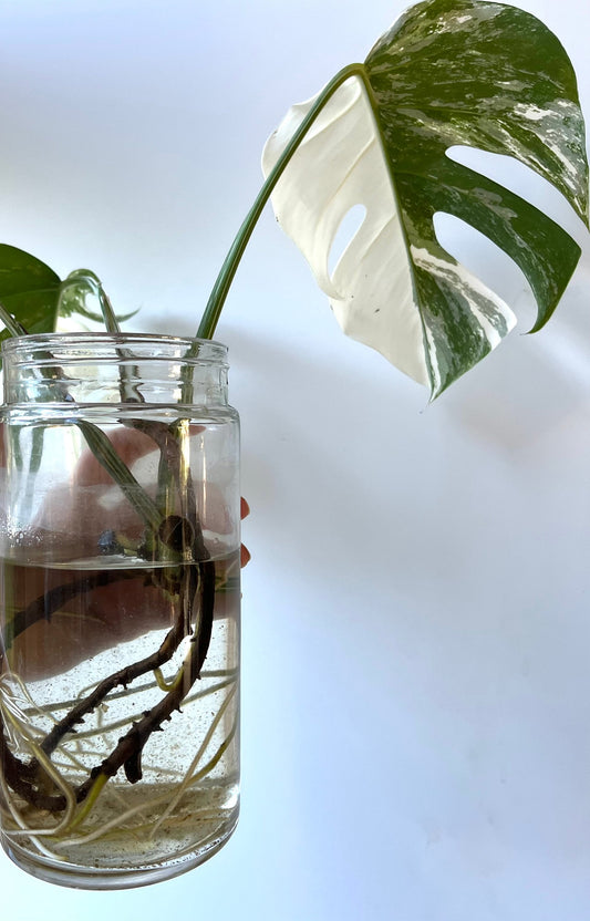 Monstera Albo Half Moon Variegata cuttings, amazing Variegation, best gift for him and her, home decor, rare plant, mothers day fathers day