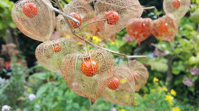 Orange Lantern Plant seeds, amazing colours, fun and easy to grow, gift idea, indoor and outdoor plant, organic, fast shipping