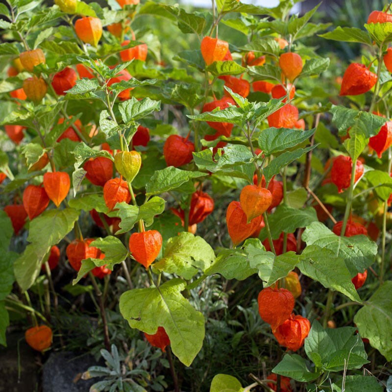 Orange Lantern Plant seeds, amazing colours, fun and easy to grow, gift idea, indoor and outdoor plant, organic, fast shipping