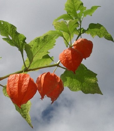 Orange Lantern Plant seeds, amazing colours, fun and easy to grow, gift idea, indoor and outdoor plant, organic, fast shipping