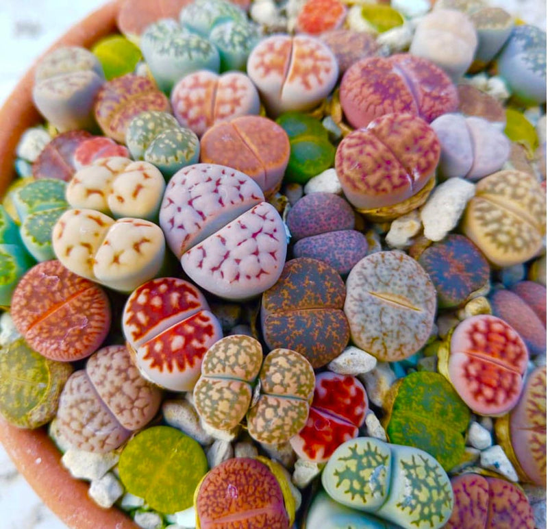 Colorful Lithops seeds, amazing colours, fun and easy to grow, gift idea, succulents, organic, house plants, fast shipping