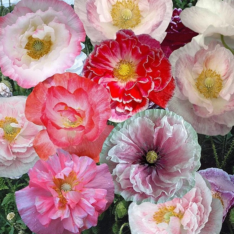 flower seeds for greenhouse Pink Shirley Poppy Flower Seeds – Helen's Greenhouse