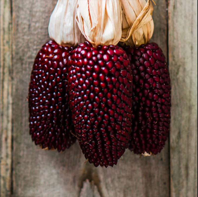 Strawberry Corn seeds, fun and easy to grow, Ruby Red Corn for DIY projects and decor use, fast shipping