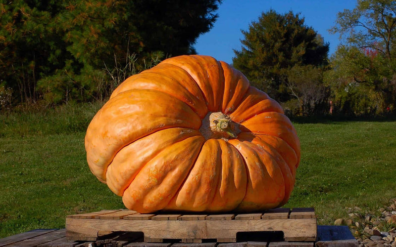 XXXL Pumpkin seeds, Atlantic Giant, a really cool gift for all plant lovers and gardeners, fun & easy to grow, Halloween, fast shipping