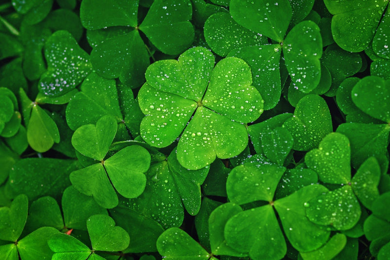 Lucky Irish Clover seeds, best gift for him her, Ireland home decor birthday present, house plant teacher gifts graduation St Patricks Day