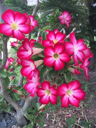 Pink Desert Rose Bonsai Tree seeds, home decor best gift for him her mom dad teacher Flowering house plants DIY organic gardening succulent