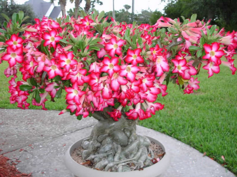 Pink Desert Rose Bonsai Tree seeds, home decor best gift for him her mom dad teacher Flowering house plants DIY organic gardening succulent