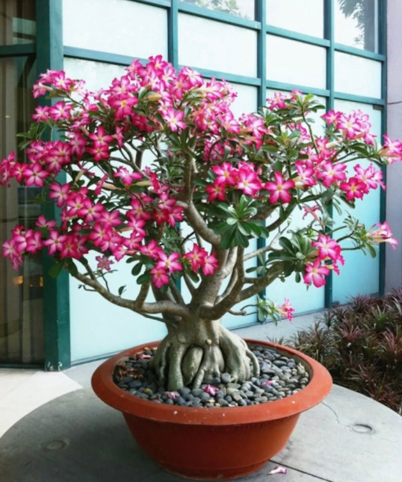 Pink Desert Rose Bonsai Tree seeds, home decor best gift for him her mom dad teacher Flowering house plants DIY organic gardening succulent