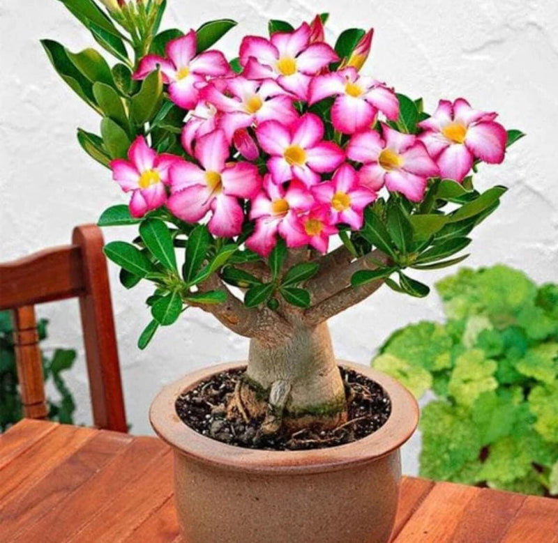 Pink Desert Rose Bonsai Tree seeds, home decor best gift for him her mom dad teacher Flowering house plants DIY organic gardening succulent