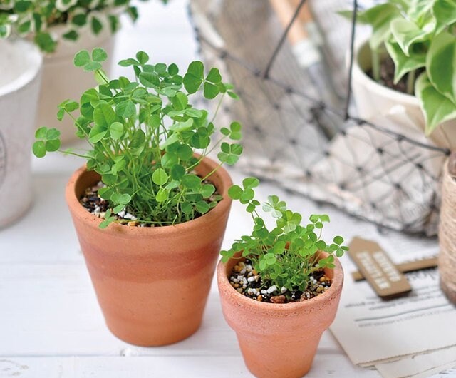 Lucky Irish Clover seeds, best gift for him her, Ireland home decor birthday present, house plant teacher gifts graduation St Patricks Day