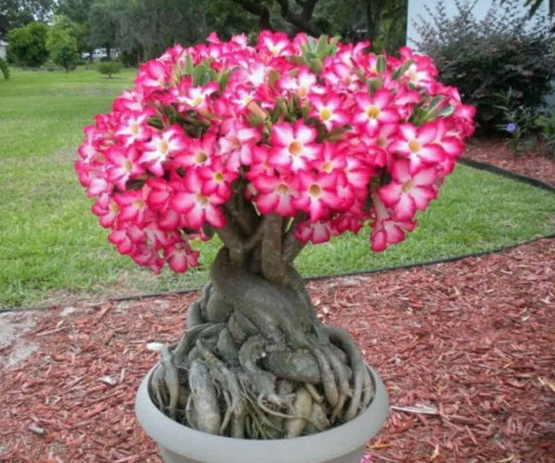 Pink Desert Rose Bonsai Tree seeds, home decor best gift for him her mom dad teacher Flowering house plants DIY organic gardening succulent