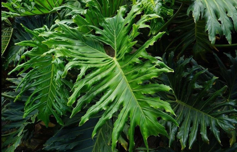 Philodendron Selluom seeds, amazing colour and XL leaves, fun & easy to grow, gift for him and her, house plant, urban jungle, fast shipping