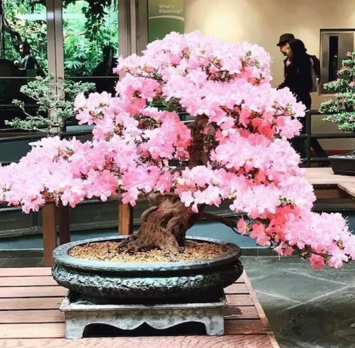 love tree bonsai Pink Cherry Blossom Bonsai Tree Seeds – Helen's Greenhouse