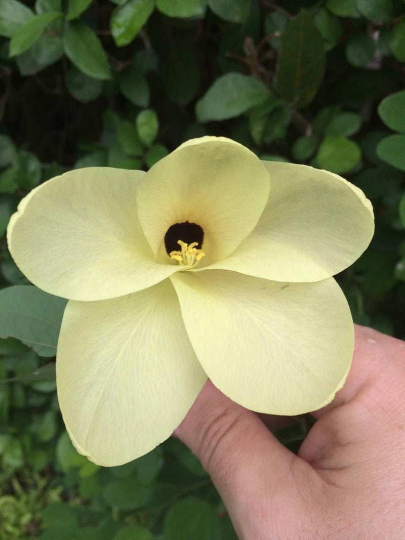 Yellow Orchid Tree seeds, house plants, best gift for him her, home decor, educational, birthday, mothers day fathers day, teacher gifts