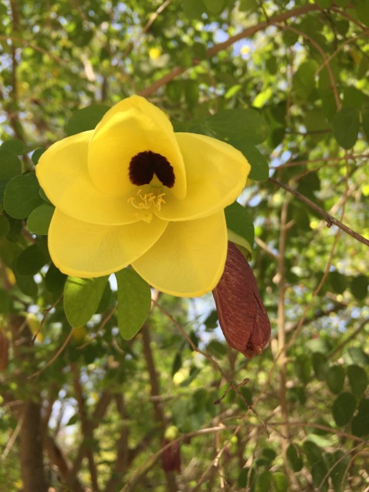 Yellow Orchid Tree seeds, house plants, best gift for him her, home decor, educational, birthday, mothers day fathers day, teacher gifts