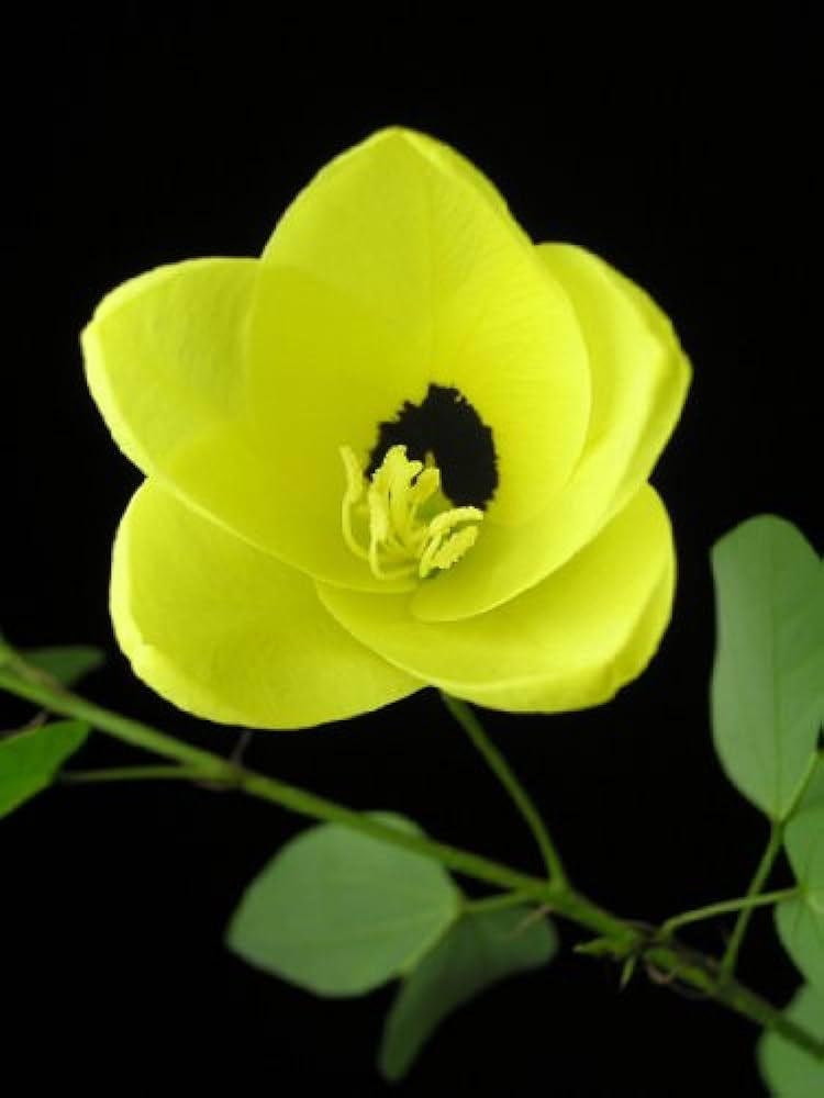 Yellow Orchid Tree seeds, house plants, best gift for him her, home decor, educational, birthday, mothers day fathers day, teacher gifts