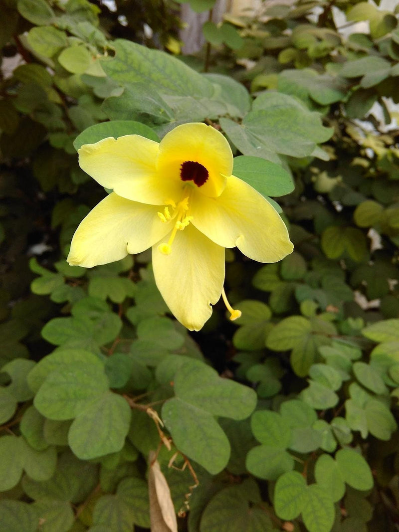 Yellow Orchid Tree seeds, house plants, best gift for him her, home decor, educational, birthday, mothers day fathers day, teacher gifts