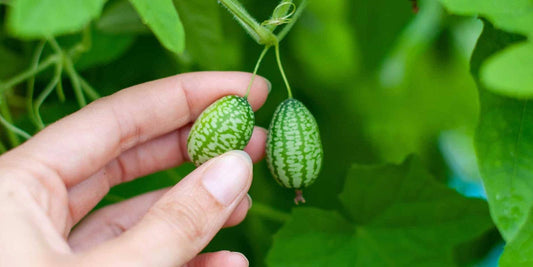 Mouse Melon seeds, teacher gifts, best gift for him & her, gardening, educational, birthday, mothers fathers day, fruit and vegetables