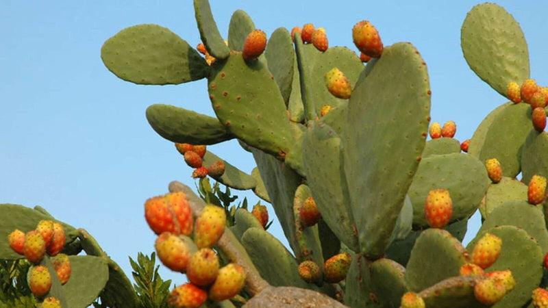 Prickly Pear Fig Cactus seeds, edible, best gift for him her home decor teacher gifts organic gardening birthday flowering plants succulents