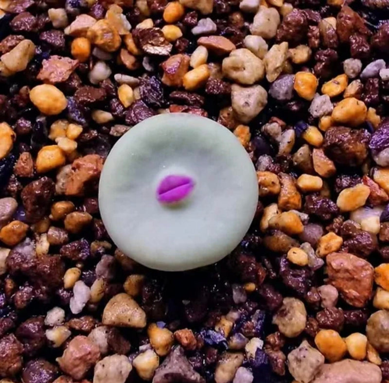 Conophytum Lips seeds living stones best gift for him her home decor birthday present house plants teacher gifts DIY educational succulents