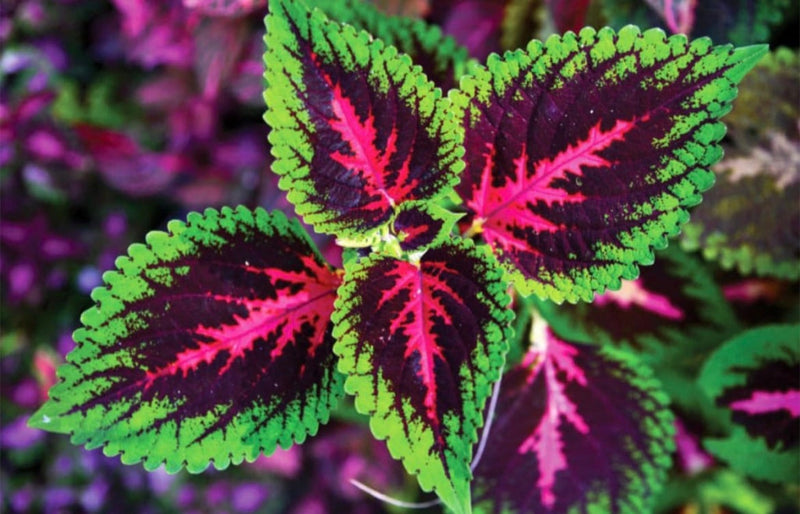 Colourful Coleus seeds, best gift for him her, indoor and outdoor home decor birthday present teacher gifts DIY house plants organic