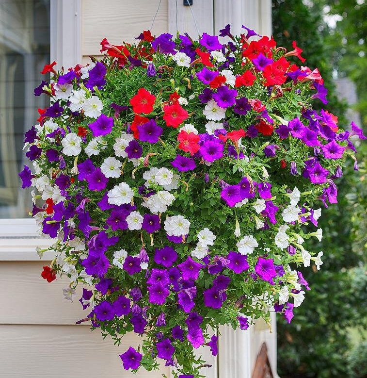 cascading flower seeds Cascading Petunia Flower Seeds – Helen's Greenhouse