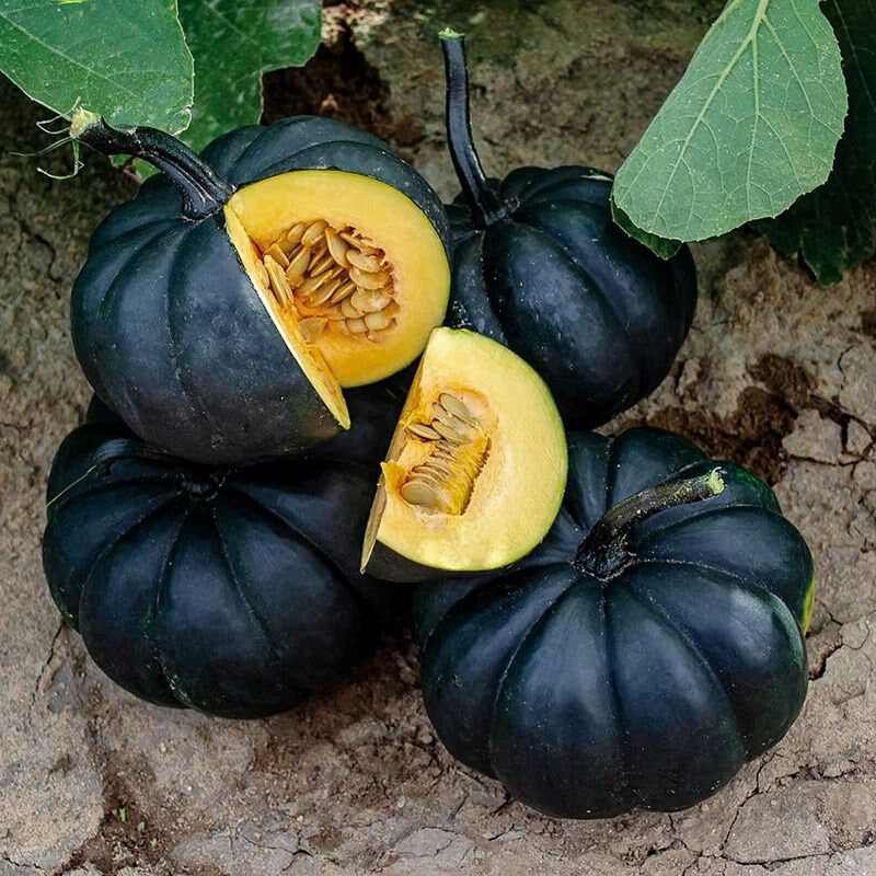 Black Pumpkin seeds, best gift for him and her mom dad teacher, home decor grow in all zones organic gardening DIY kids love these Halloween