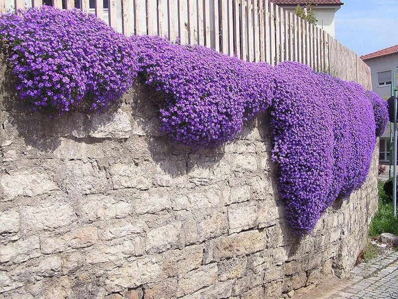 Cascading Aubrieta seeds, frost hardy perennial ground cover magic carpet best gift for him her mom dad teacher home decor DIY gardening