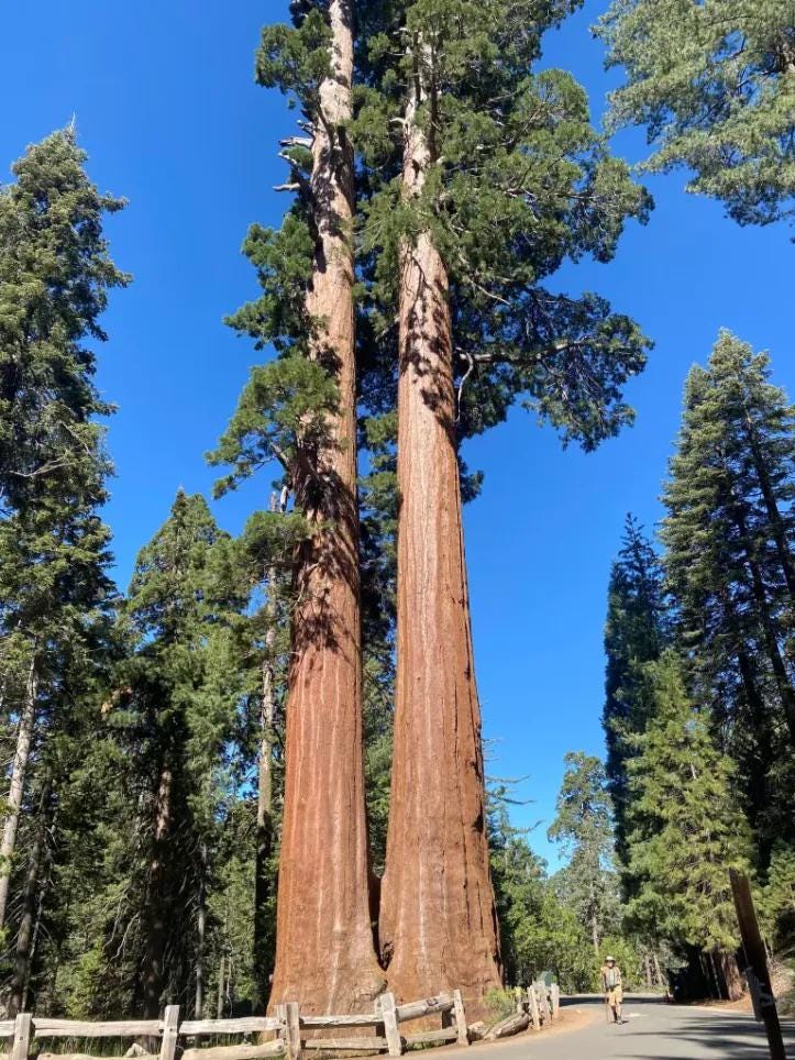 Giant Sequoia Tree seeds, Sequoiadendron giganteum The Tallest Tree in the WORLD, home decor gift for him her mom dad teacher gardening DIY