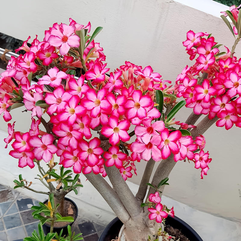 Pink Desert Rose Bonsai Tree seeds, home decor best gift for him her mom dad teacher Flowering house plants DIY organic gardening succulent