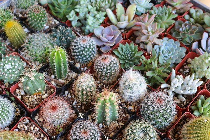 Cactus seed mix, best gift for him her mom dad teacher, indoor outdoor home decor birthday DIY gardening perennial house plant cacti