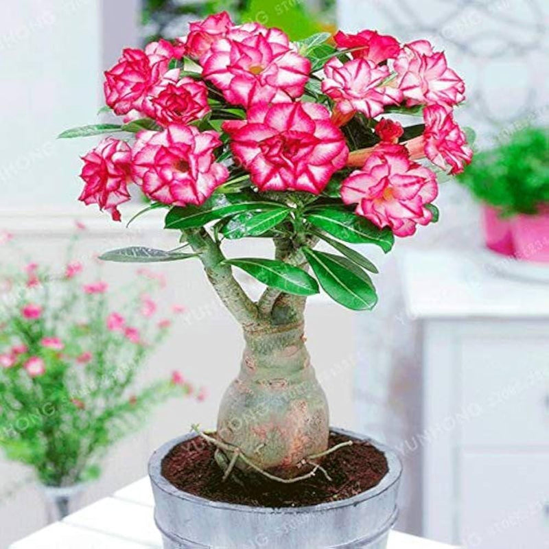 Pink Desert Rose Bonsai Tree seeds, home decor best gift for him her mom dad teacher Flowering house plants DIY organic gardening succulent