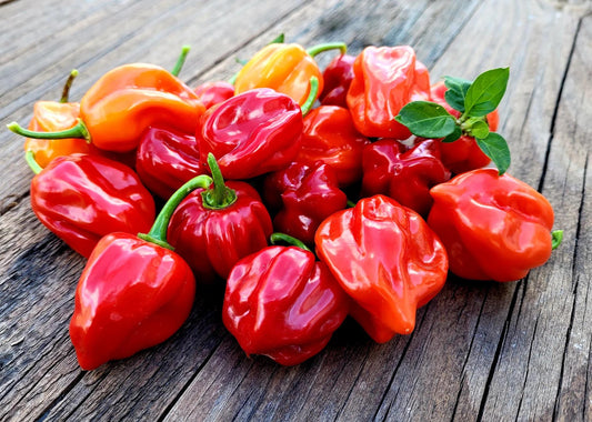 Habanero Pepper seeds mix, best gift for him her mom dad, birthday organic DIY gardening fruit vegetables herbs spices cooking baking