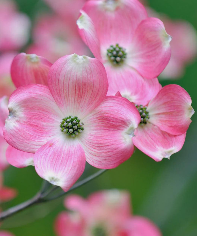 Pink Dogwood Tree seeds, home decor gift for him her mom dad teacher gardening DIY flowering plants yard perennial