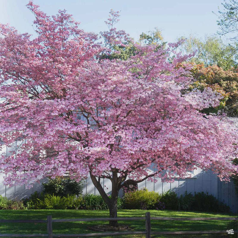 Pink Dogwood Tree seeds, home decor gift for him her mom dad teacher gardening DIY flowering plants yard perennial