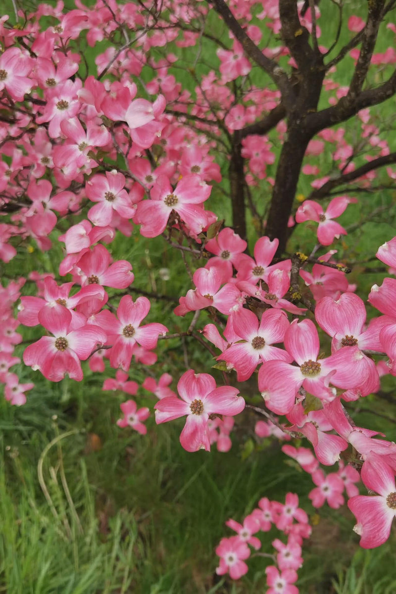 Pink Dogwood Tree seeds, home decor gift for him her mom dad teacher gardening DIY flowering plants yard perennial