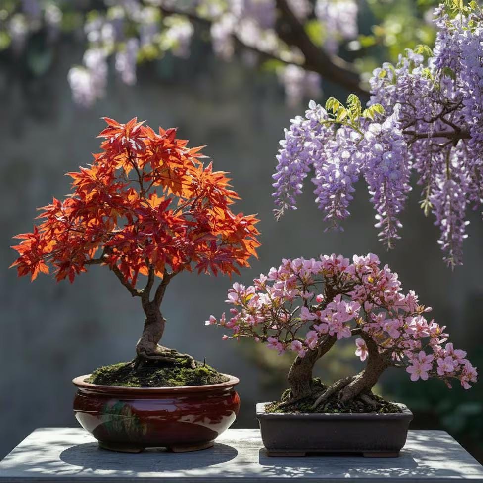 How to Stratify Japanese Purple Maple Bonsai Seeds Easily 