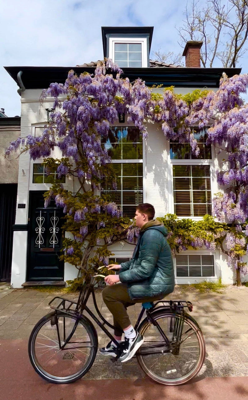Wisteria Blue Rain seeds (for indoors and outdoors) A great gift, Fast Shipping