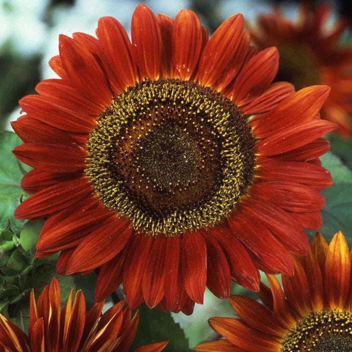 Red Sunflower seeds, amazing colours, fun and easy to grow, Fast shipping, fantastic gift for any plant lover, beautiful flowers
