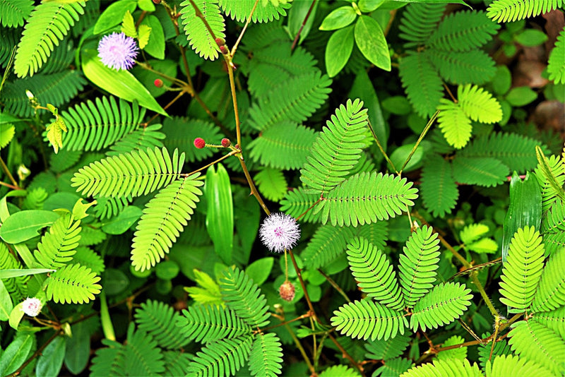 The Sensitive Plant, “Touch Me Not Plant” seeds for all year round, Zombie Plant, Tickle Plant, fun & easy to grow, organic, fast shipping