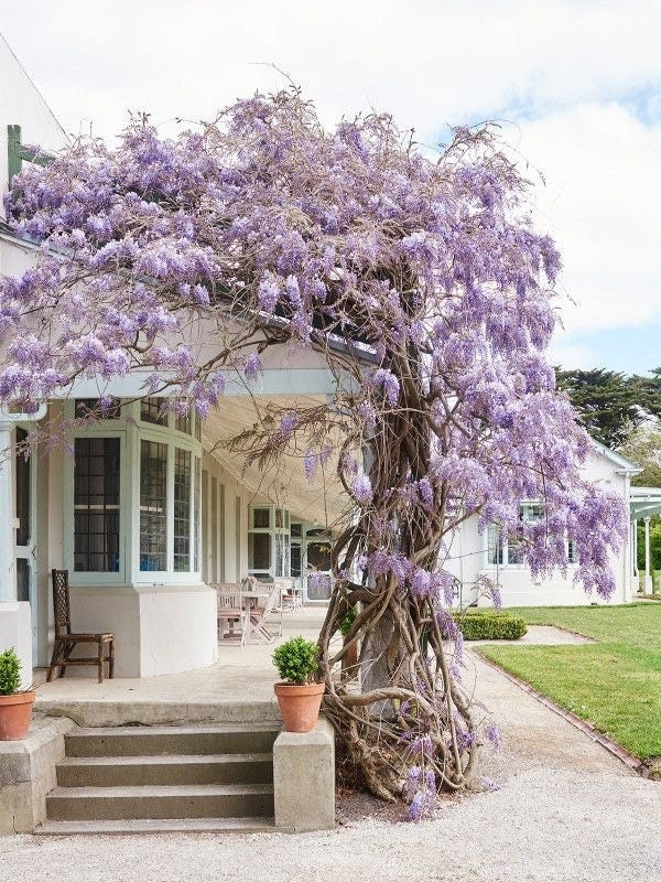 Wisteria Blue Rain seeds (for indoors and outdoors) A great gift, Fast Shipping
