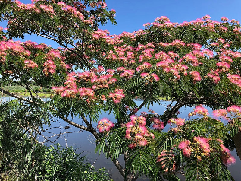 Pink Silk Tree seeds, Flowering mini tree, amazing colours, fun & easy to grow, unique gift, mimosa, Sleeping Tree, fast shipping