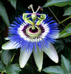Passion Flowers, amazing colours, fun and easy to grow, gift for him and her, home decor, gardening, mother's day, can be grown in all zones