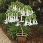 Brugmansia Trompet Tree Seeds