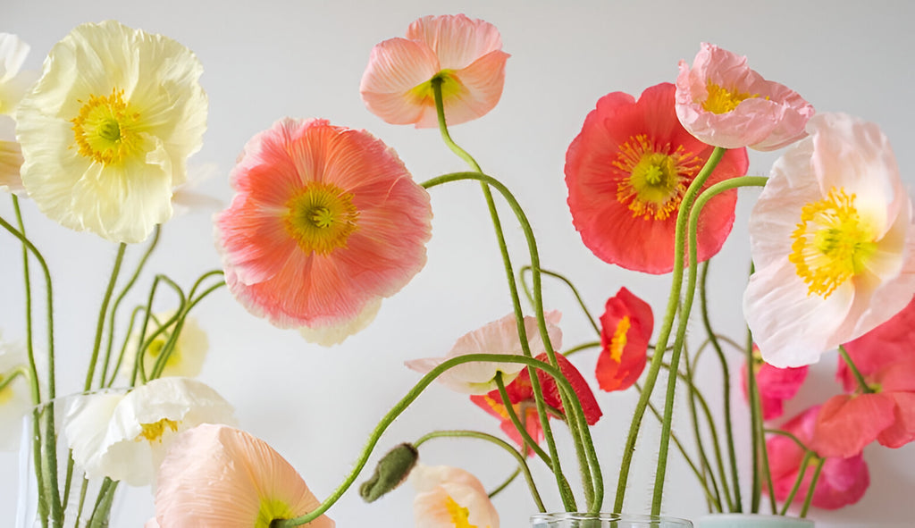 Icelandic Poppy Flower Seeds