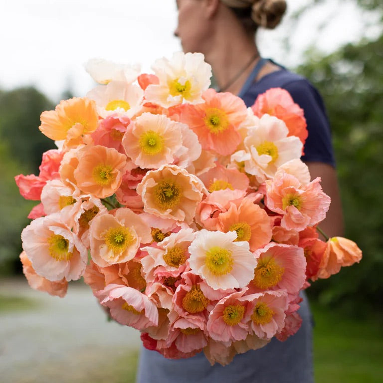 Icelandic Poppy Flower Seeds