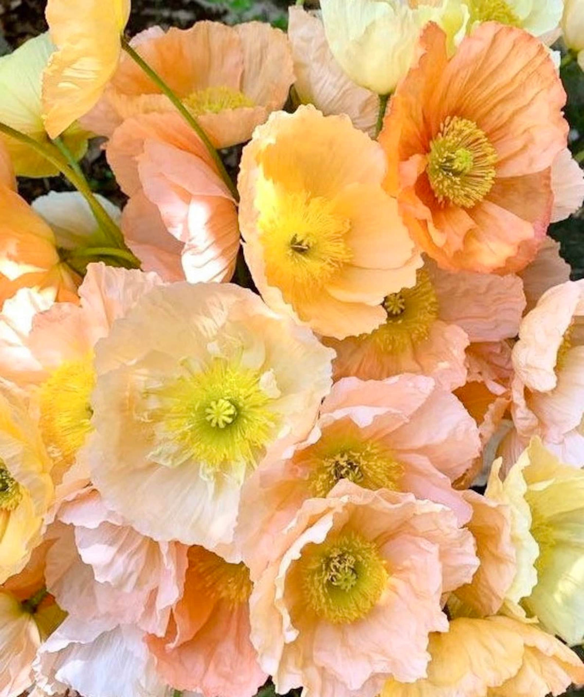 Icelandic Poppy Flower Seeds
