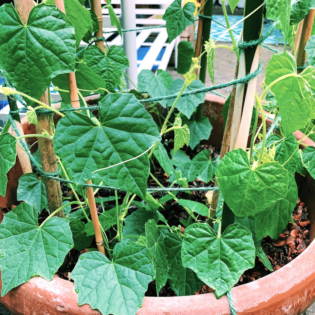 Mouse Melon Seeds